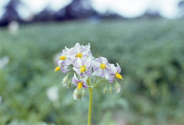 Цветет картофель Цветет картофель