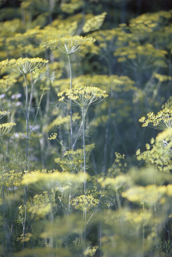 Цветение укропа Цветение укропа