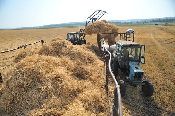 Заготовка сена и зеленой массы на полях ОАО Совхоз Акбашевский