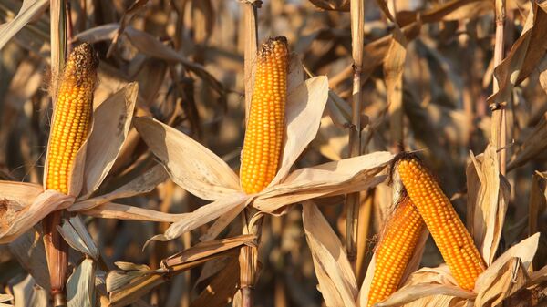 Уборка кукурузы на полях АПК Долгов и К