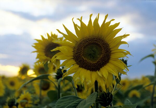 Подсолнухи