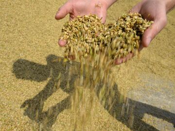 Сбор урожая в Свердловской области