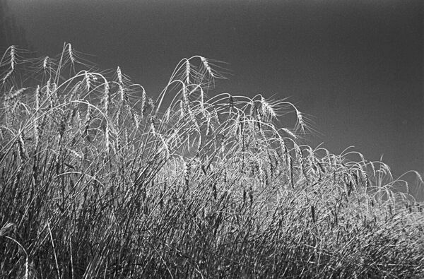 Озимая пшеница Озимая пшеница