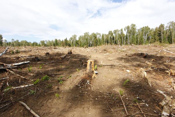 Строительство платной автодороги через Химкинский лес приостановлено