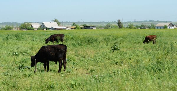 Деревня Богатырь в Донецкой области Деревня Богатырь в Донецкой области