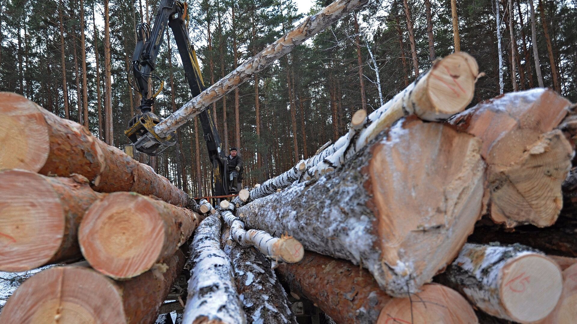 Предприятие по заготовке и переработке древесины Кыштымский лес в Челябинской области - РИА Новости, 1920, 27.12.2021