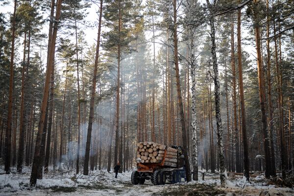 Заготовка леса на лесохозяйственном участке в Алтайском крае