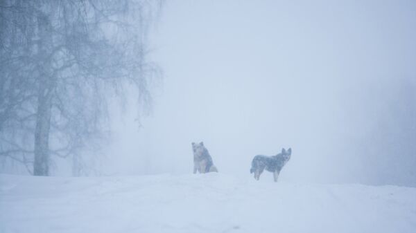 На Камчатке ведут поиск восьми человек, в том числе троих детей