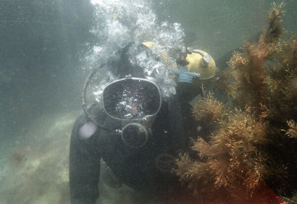Сотрудник отдела охраны Никитского ботанического сада проводит исследования на дне моря
