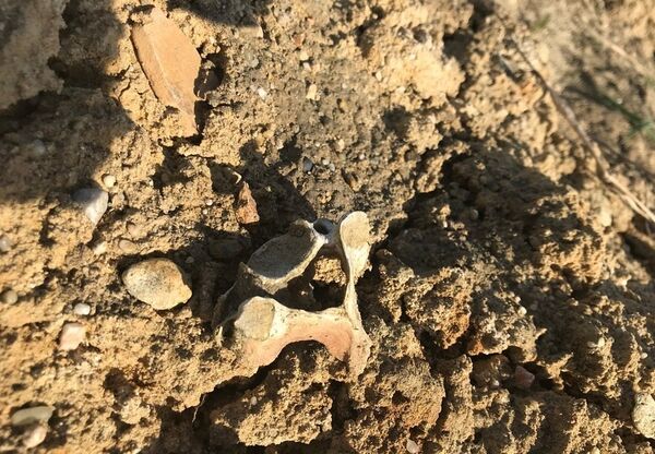 Кости погибших в нацистском лагере Stalag 301 Кости погибших в нацистском лагере Stalag 301