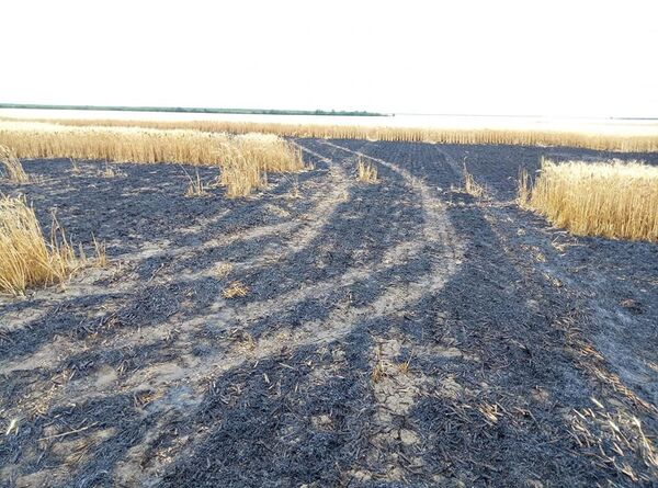 поле пшеницы пожар выгорело