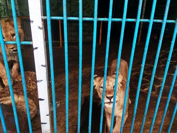 Зоопарк В селе Придорожное Старобешевского района, что в ДНР тигр лев клетка