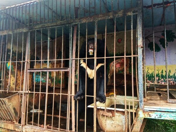 Зоопарк В селе Придорожное Старобешевского района, что в ДНР шимпанзе обезьяна клетка