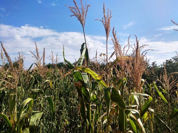 поле кукуруза аграрии