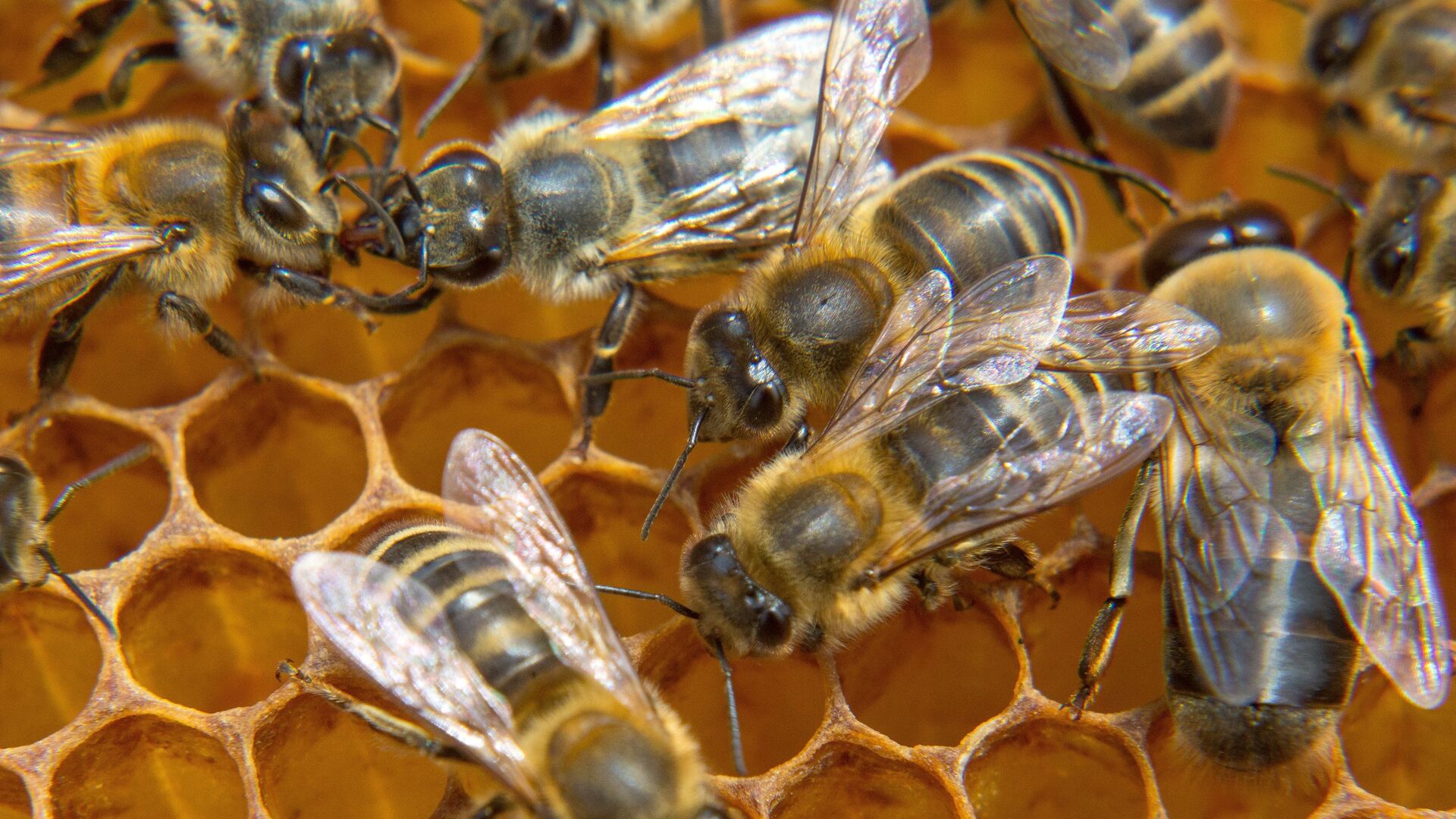 Пчелиная семья. Пчёлы. Грузинская пчела. Пчелопакеты. Молдавские пчелы.
