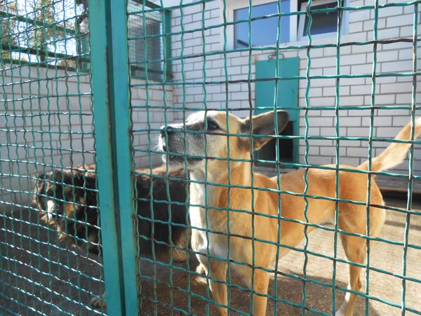 приют для бездомных собак и кошек в Донбассе