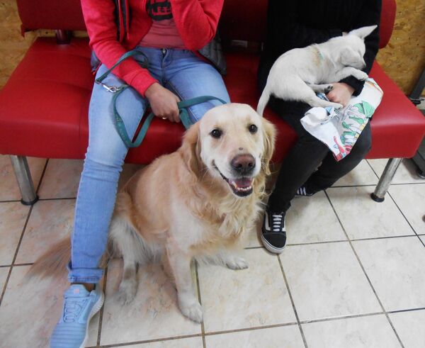 приют для бездомных собак и кошек в Донбассе