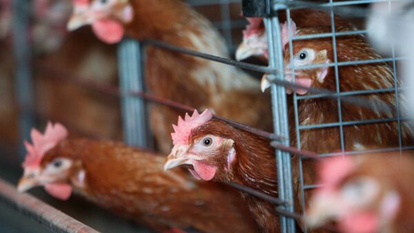 Работа Гурьевской птицефабрики в Калининградской области Работа Гурьевской птицефабрики в Калининградской области