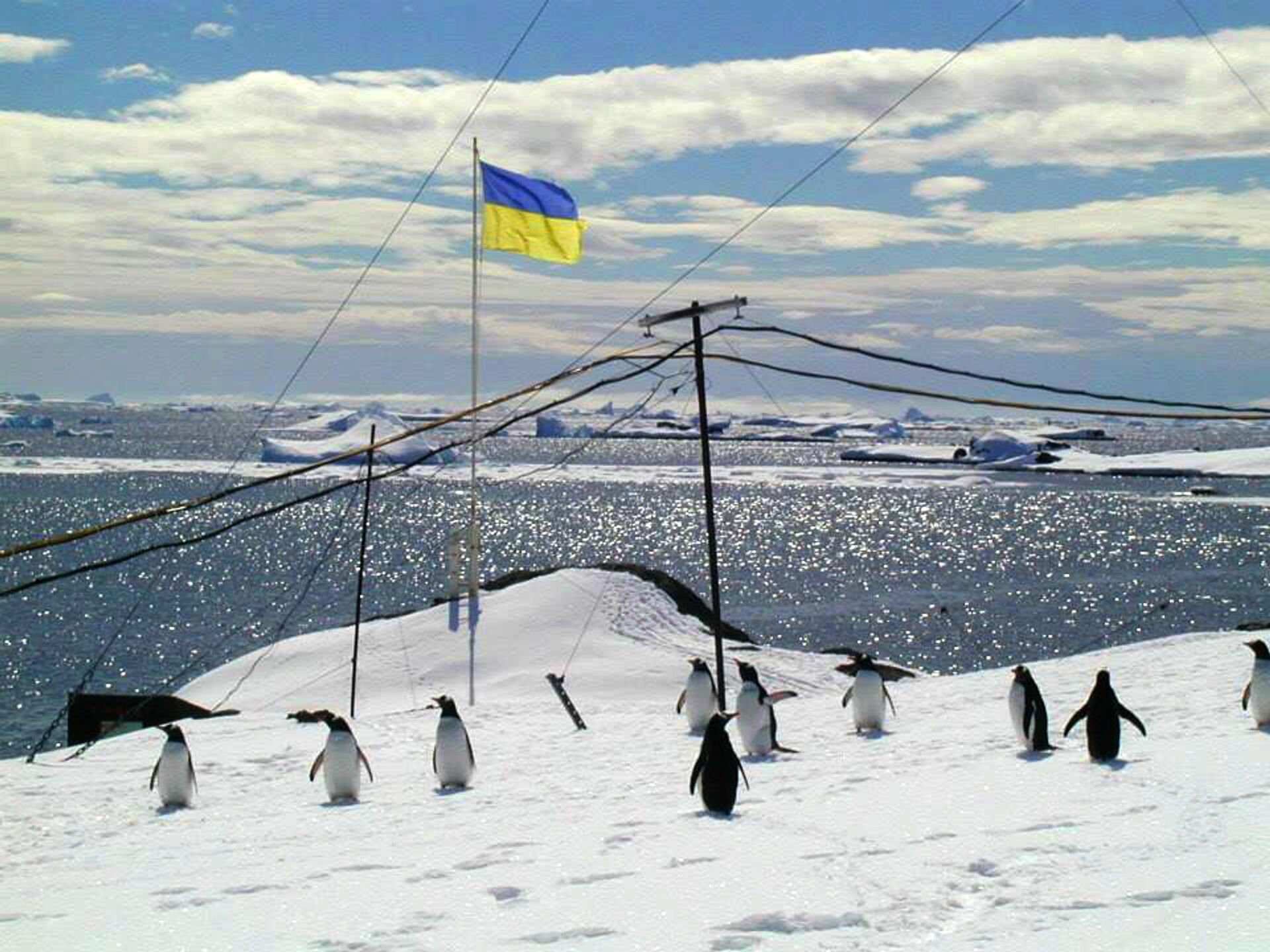 Антарктида украина флаг пингвины - РИА Новости, 1920, 27.05.2024