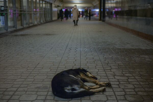 Киев подземный переход бездомная собака
