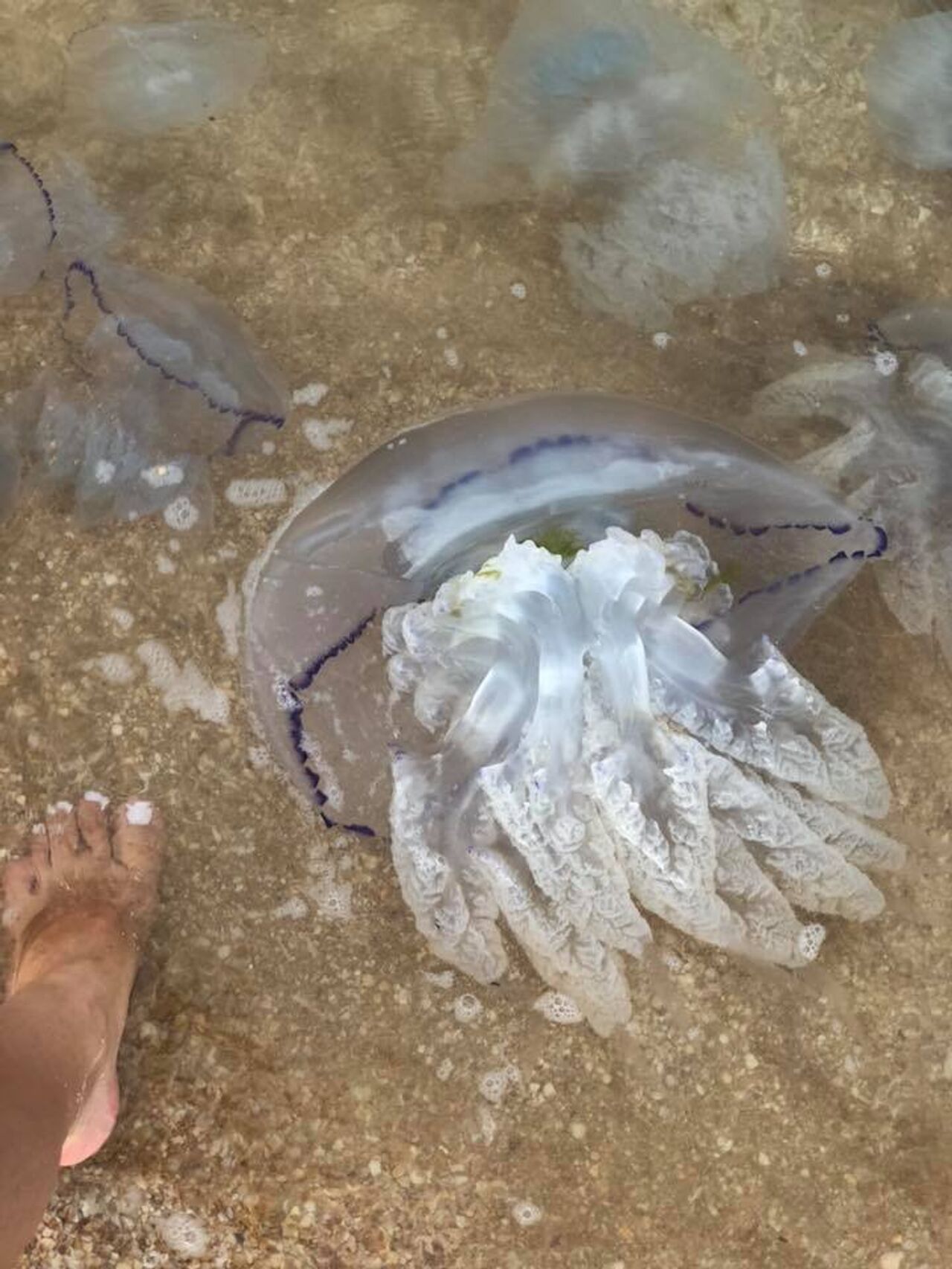 самая ядовитая медуза в черном море