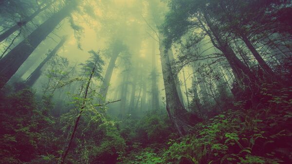 лес туман
