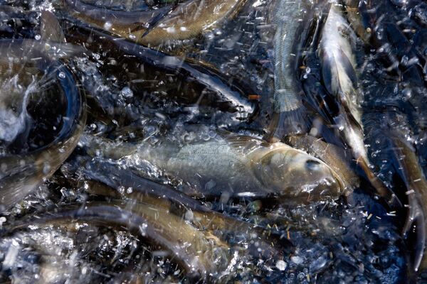 Разведение осетровых рыб в Рефтинском рыбхозе
