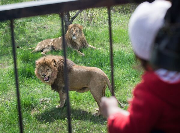 Выпуск львов в крымском сафари-парке Тайган