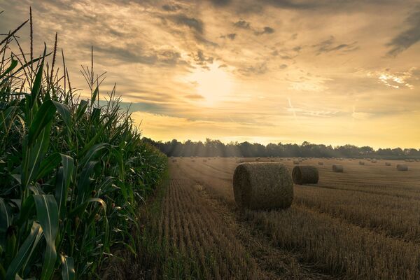 Земля поле сено кукуруза