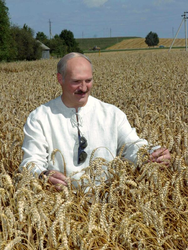 Президент Республики Беларусь Александр Лукашенко во время посещения сельскохозяйственного производственного кооператива Октябрь-Гродно Гродненского района.