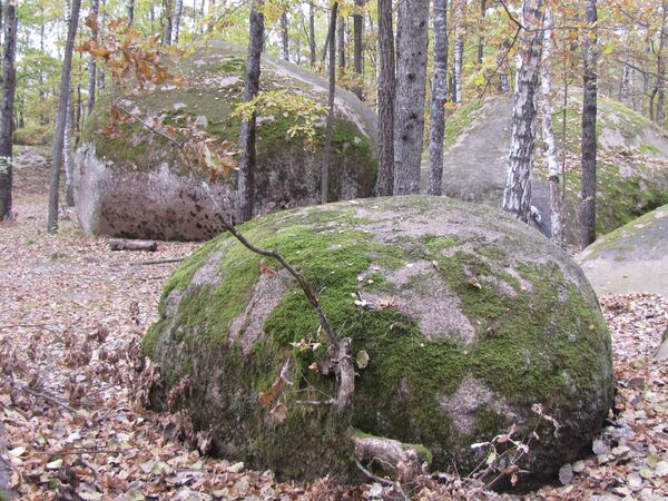 Полесье камни мох осень листья лес