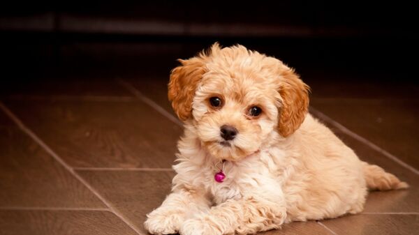 щенок мальтипу собака