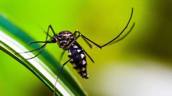 комар, малярия