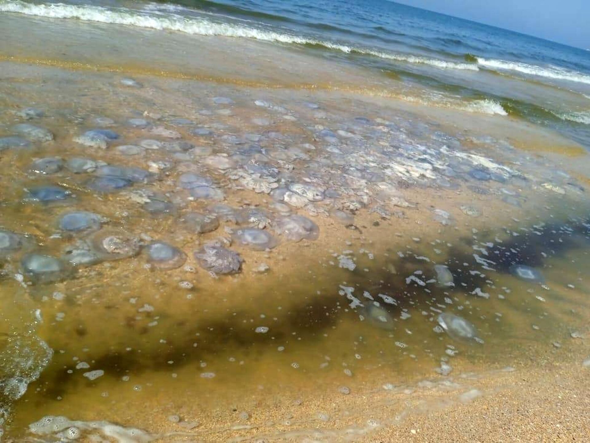 Нашествие гигантских медуз на пляжах Азовского моря - РИА Новости, 1920, 10.09.2021