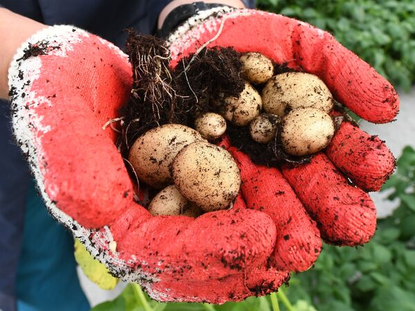 Работа научно-лабораторного комплекса оригинального семеноводства и выращивания суперэлитных категорий сортов картофеля