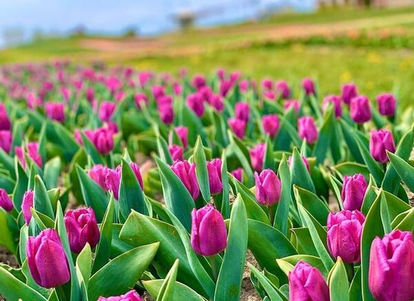 тюльпаны тюльпаны