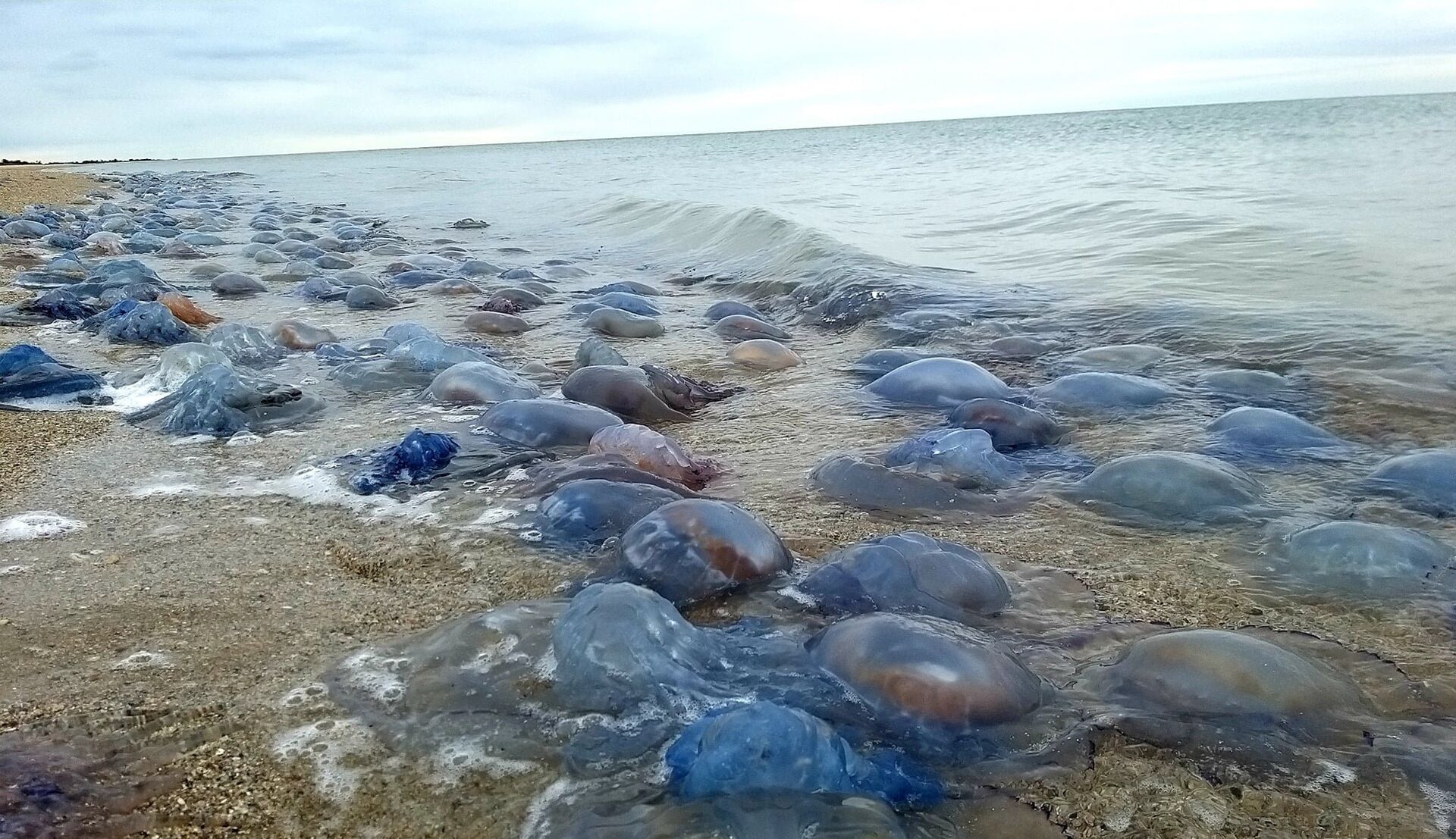 Медуза выброшенная на берег