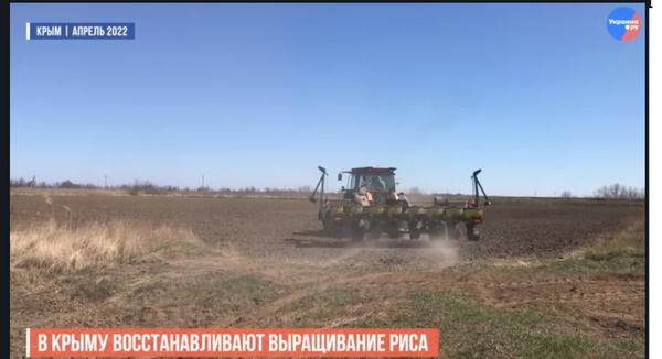 В Крыму восстанавливают выращивание риса