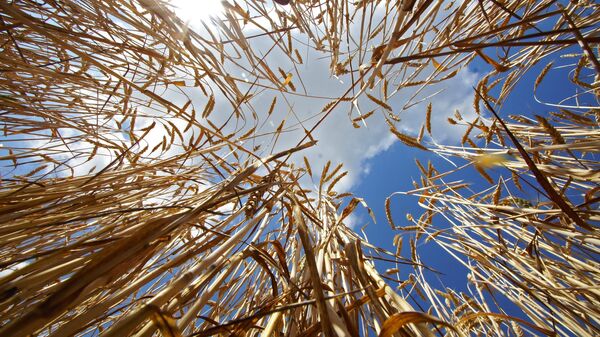 Уборка зерновых в Донецкой и Луганской областях, поле, зерно