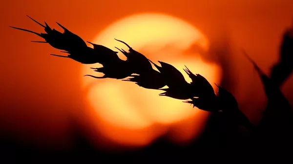 Сбор урожая зерна в Красноярском крае