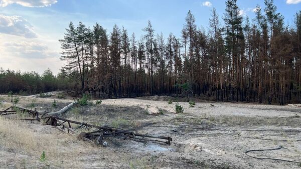  Северодонецк разрушения Украина сгоревший лес